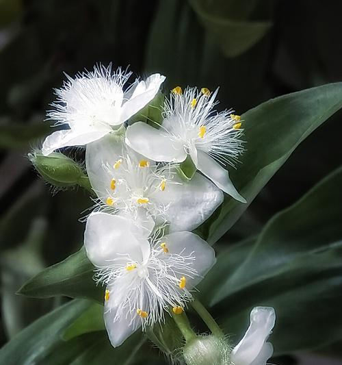 白花紫露草怎么修剪？白花紫露草的修剪方法是什么？