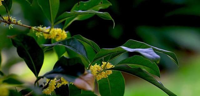 阿司匹林可以浇桂花树吗？阿司匹林浇桂花树的效果如何？