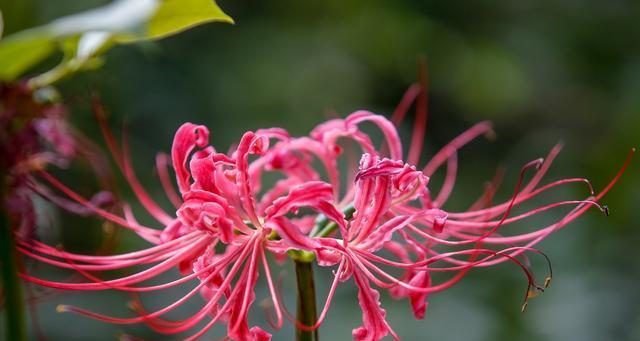 表示失望的花花语是失望的花？失望的花的花语是什么？