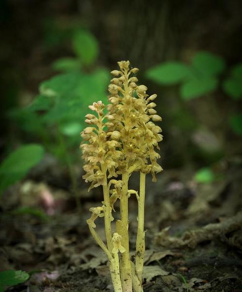 百合块茎繁殖与种植方法是什么？百合的块茎繁殖和种植方法是什么？