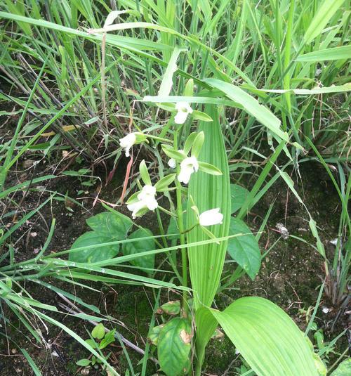 白芨长什么样子？白芨的外观和特点是什么？