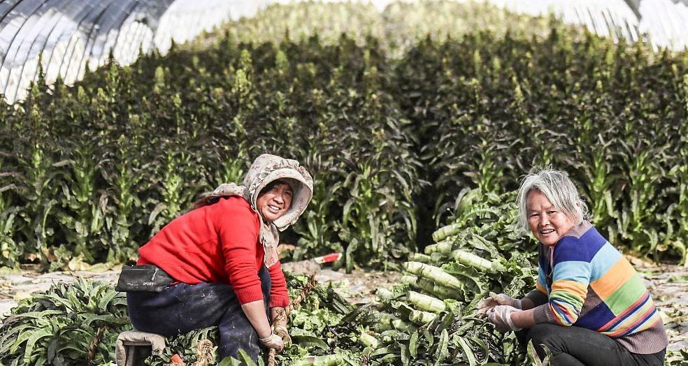 北方莴笋露地种植时间和方法是什么？北方莴笋的露地种植技巧是什么？