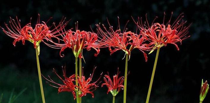 彼岸花的花语和寓意是什么？彼岸花的寓意是什么？