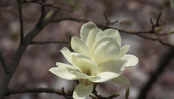 白玉兰一年开几次花？白玉兰的花期和开花频率是什么？