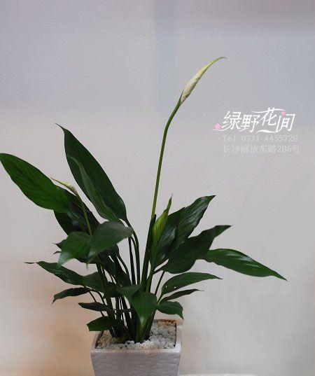 白鹤芋不开花怎么回事？解决白鹤芋不开花的方法是什么？