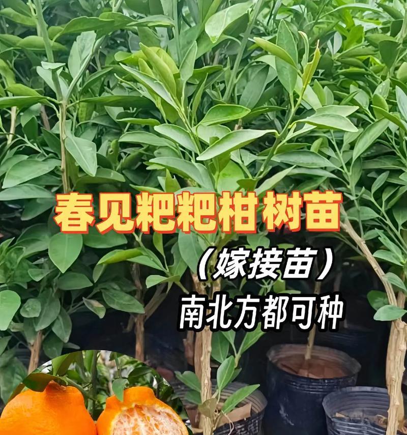 耙耙柑种植条件和气温适应哪里种植？耙耙柑的种植环境和气温适应是什么？