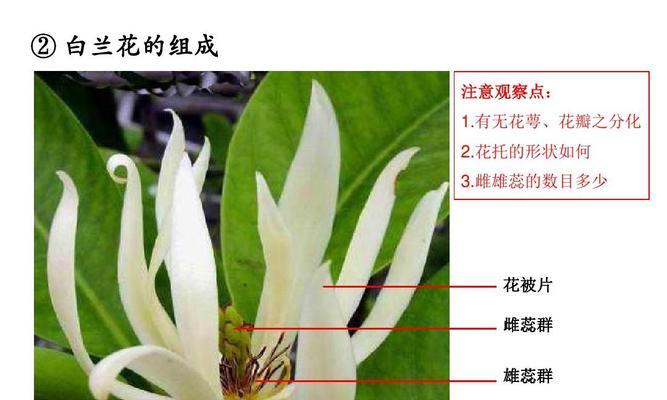 白掌不开花什么原因？白掌不开花的原因是什么？