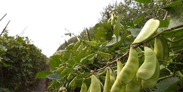 扁豆种植时间和方法是什么？扁豆的种植技巧是什么？