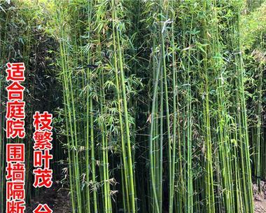 北京可以种竹子吗？北京的竹子种植方法是什么？