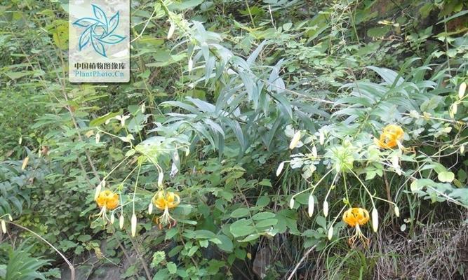 百合花是草本还是木本？百合花的植物分类是什么？