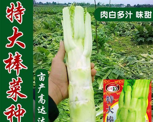 棒菜又叫什么名字？棒菜的别名是什么？