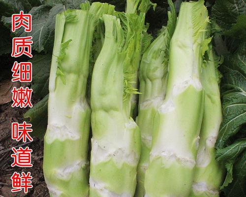 棒菜又叫什么名字？棒菜的别名是什么？