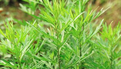 艾草会开花吗？艾草的花是什么样子的？