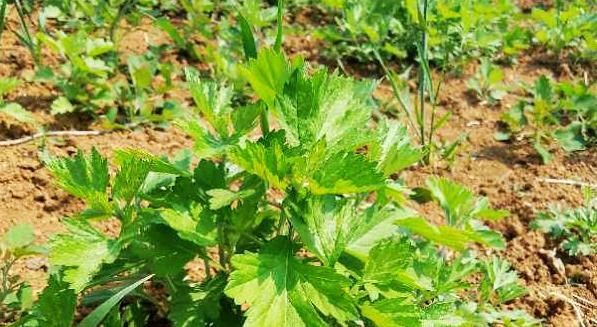 艾草会开花吗？艾草的花是什么样子的？