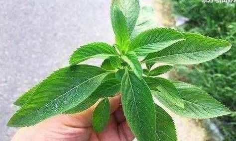 薄荷没根能活吗？薄荷的存活条件是什么？