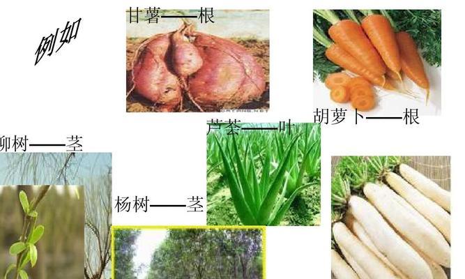 蚕豆喜阴还是喜阳？蚕豆的养护环境要求是什么？