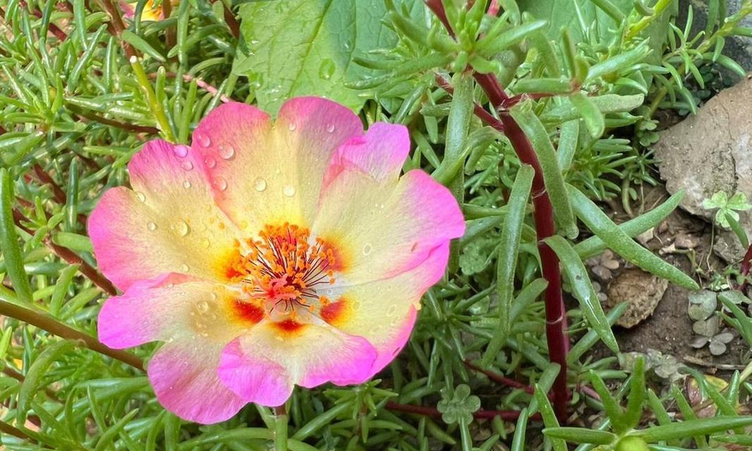 不同颜色太阳花的花语是什么？太阳花的花语和寓意是什么？