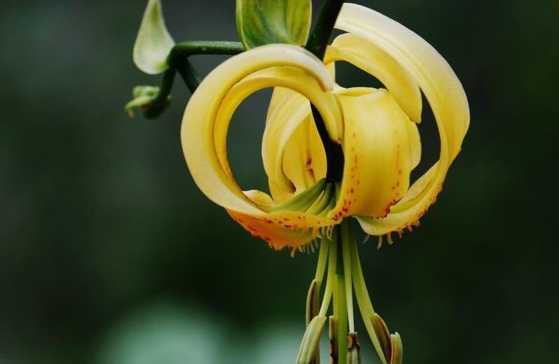 百合多久能开花？百合的花期和开花时间是什么？