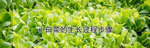 白菜种子怎么来的？白菜种子的来源是什么？