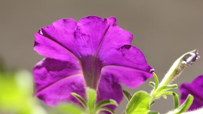 矮牵牛花香味有毒吗？矮牵牛花香味的毒性如何？