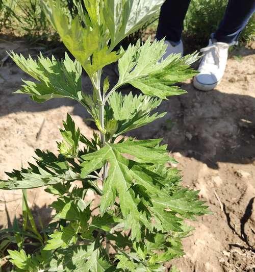 艾草种植时间和方法是什么？艾草的种植技巧是什么？