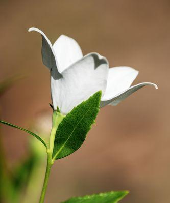 白色桔梗花的花语是什么？白色桔梗的寓意是什么？