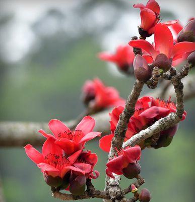 木棉花的花语是什么？木棉花的寓意是什么？