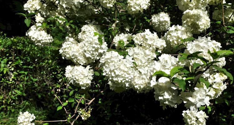 白琼花花语是什么？白琼花的含义是什么？