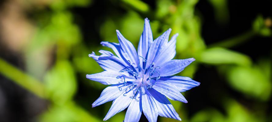 蓝色矢车菊的花语是什么？蓝色矢车菊的寓意是什么？