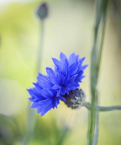 蓝色矢车菊的花语是什么？蓝色矢车菊的寓意是什么？