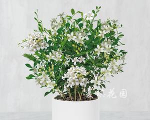 九里香花语和寓意是什么？九里香的寓意是什么？