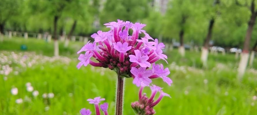 马鞭草花语是什么？马鞭草的寓意是什么？