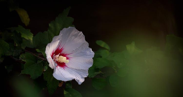 木槿花花语是什么？木槿花代表了什么？