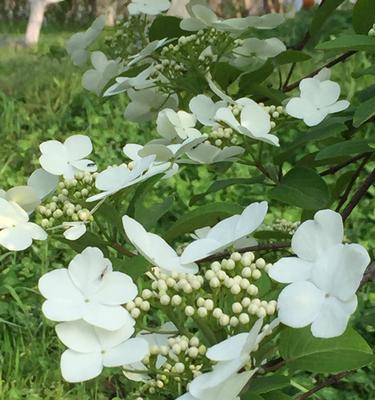 琼花的花语是什么？琼花的寓意是什么？