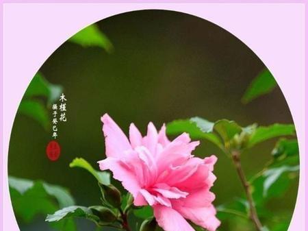 牡丹花的花语是什么？牡丹的寓意是什么？