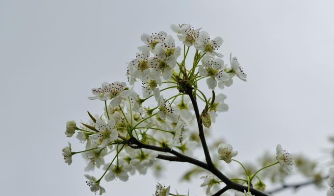 梨花的花语及其象征意义是什么？梨花的寓意是什么？