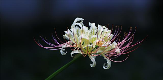 石蒜花花语是什么？石蒜花的寓意是什么？