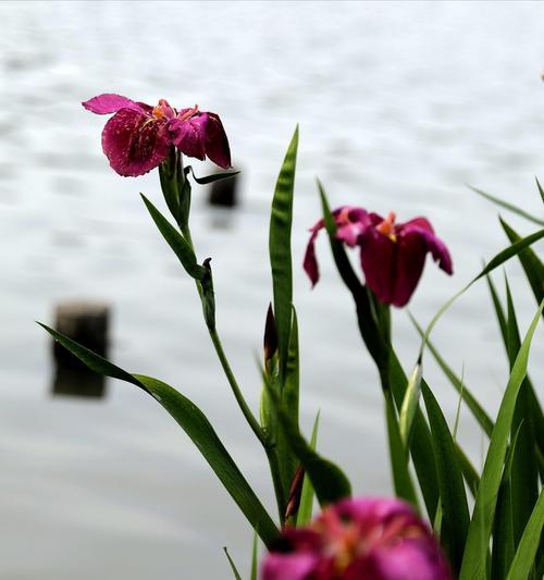 菖蒲花花语是什么？菖蒲的寓意是什么？