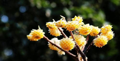 结香花的寓意和风水是什么？结香花的寓意是什么？