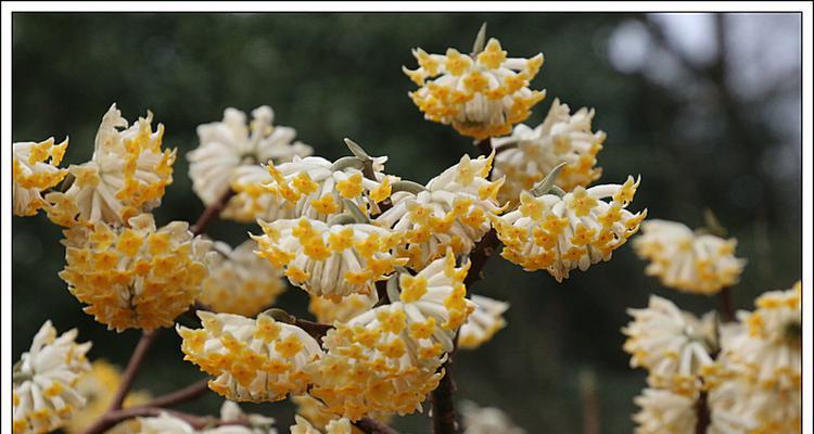 结香花的寓意和风水是什么？结香花的寓意是什么？