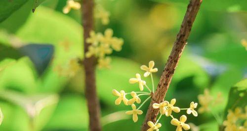 桂花的花语是什么？桂花的寓意是什么？