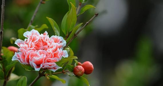 石榴花语和寓意是什么？石榴花的寓意是什么？