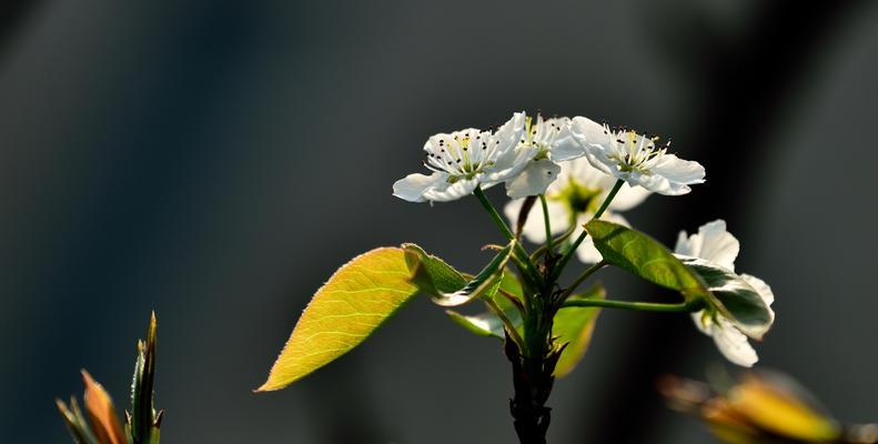 梨花的花语及象征意义是什么？梨花的寓意是什么？