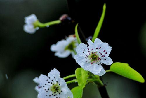 梨花的花语及象征意义是什么？梨花的寓意是什么？