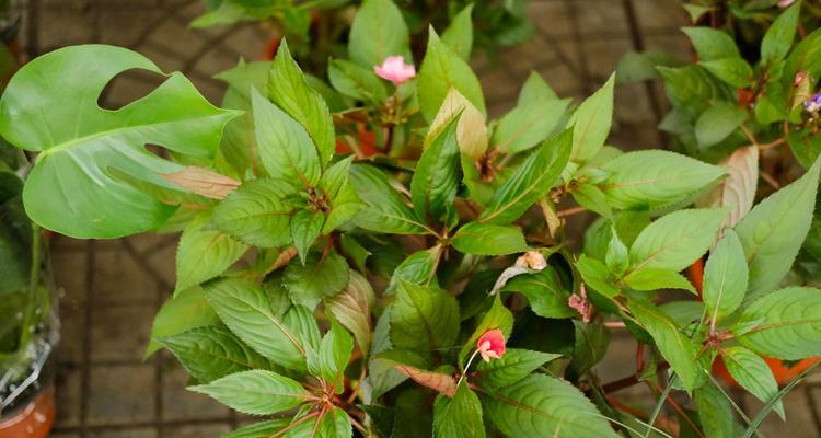 凤仙花的花语是什么？凤仙花的寓意是什么？