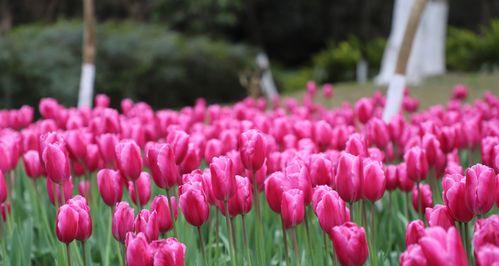 粉色郁金香的花语是什么？粉色郁金香的寓意是什么？