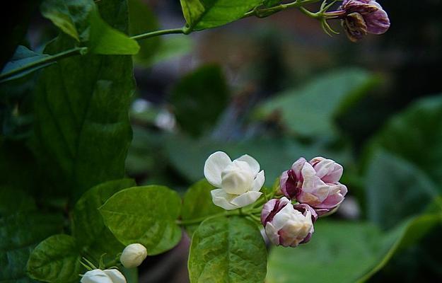 茉莉花的花语是什么意思？茉莉花的寓意是什么？