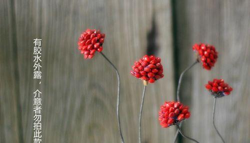 红豆花的花语是什么？红豆花的寓意是什么？