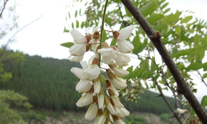 刺槐花语是什么？刺槐的寓意是什么？