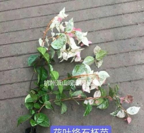 花叶络石的寓意是什么？花叶络石的寓意是什么？